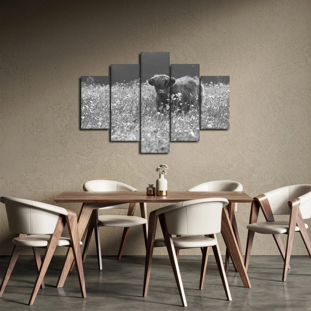 Obraz - Škótska krava 5, čiernobiela (150x105 cm)