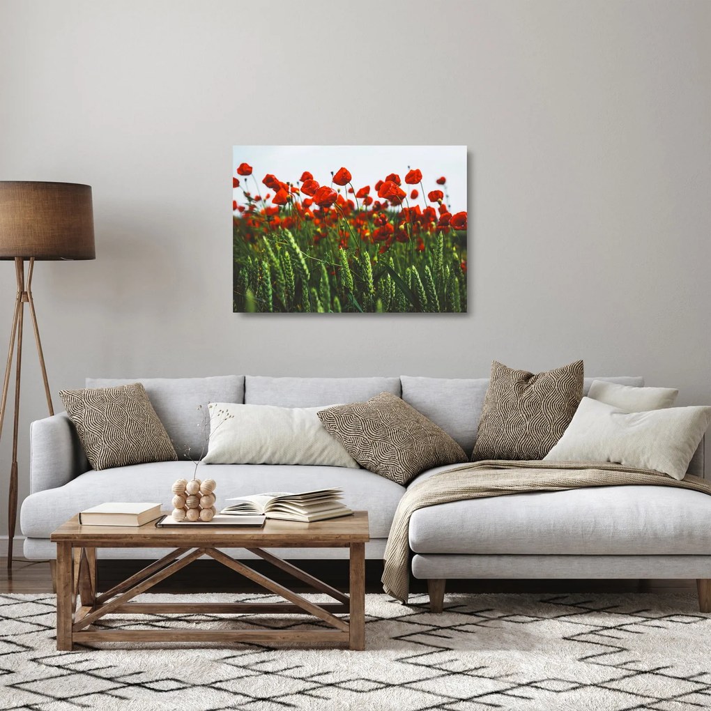 Sklenený obraz vlčích makov vo vetre (70x50 cm)