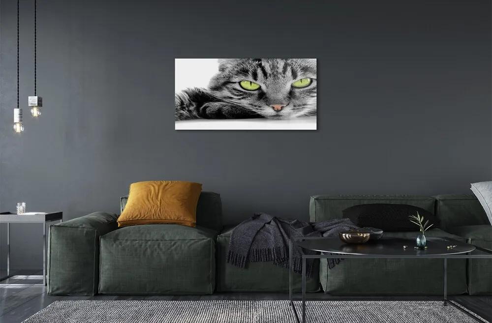 Sklenený obraz šedočierna mačka 120x60 cm