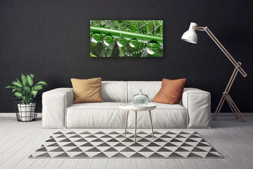 Obraz na plátne Pavučina kvapka rastlina 140x70 cm