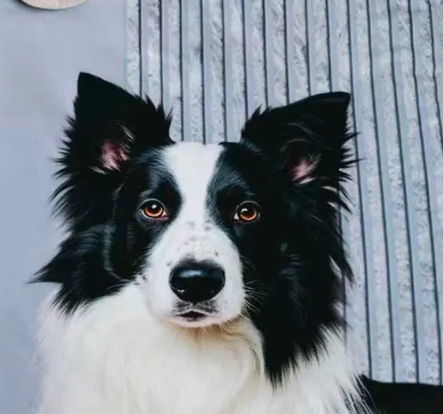 Posteľné obliečky PETTY COLLIE 3-dielna sada 140x200 cm