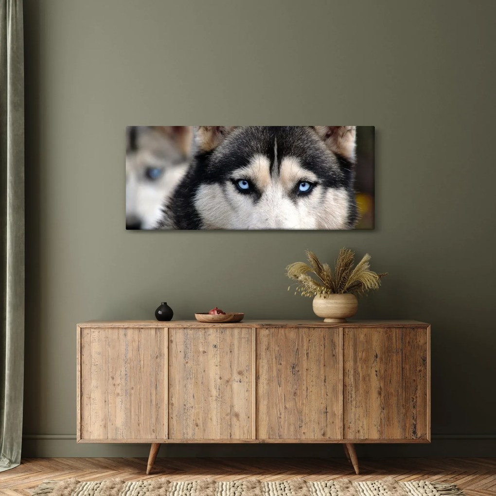 Obraz psa husky (120x50 cm)