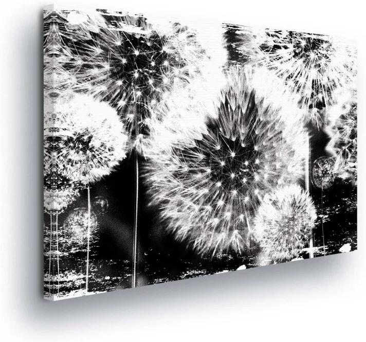 GLIX Obraz na plátne - Blooming Dandelions in Black and White Design 100x75 cm