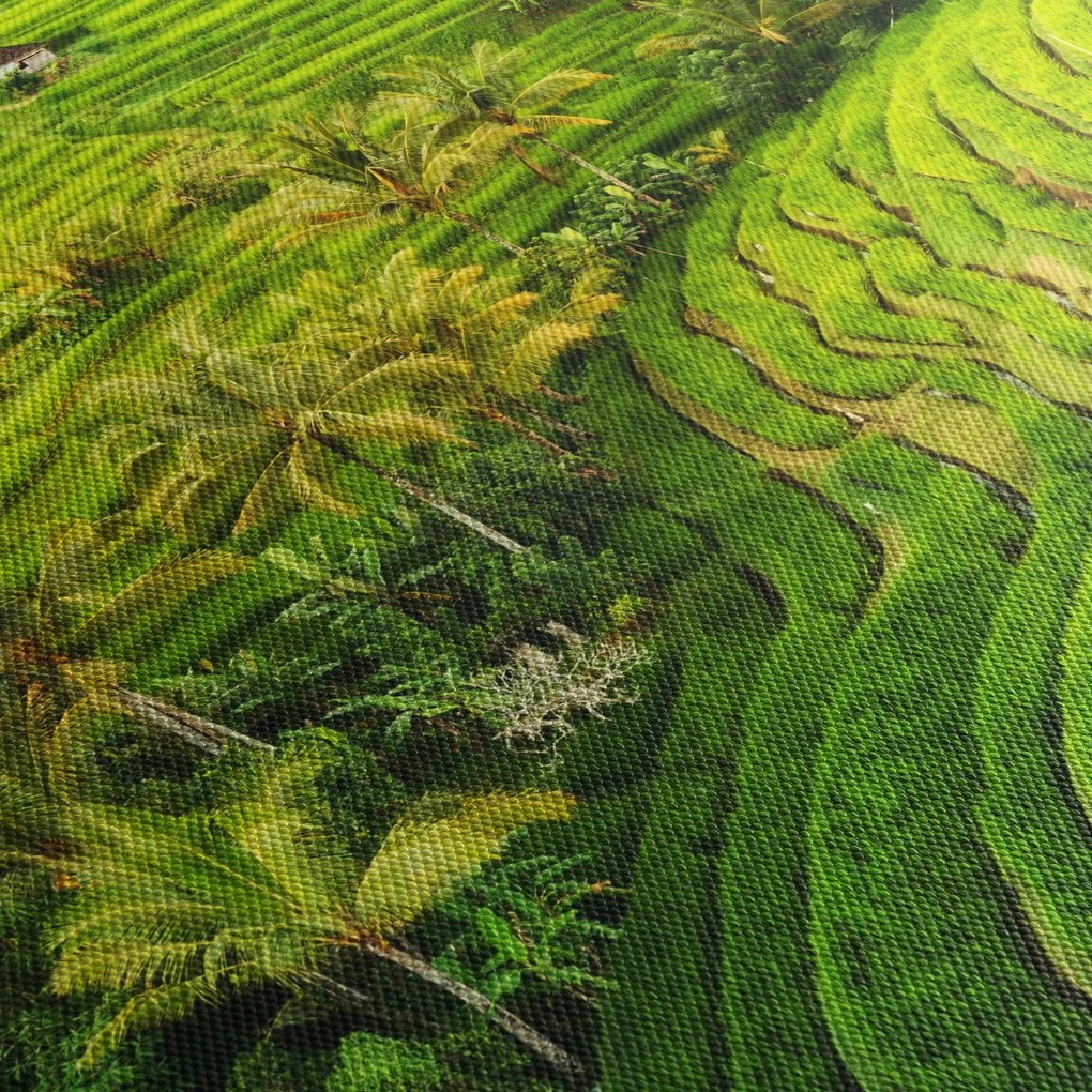 Obraz - Ryžové terasy (120x50 cm)