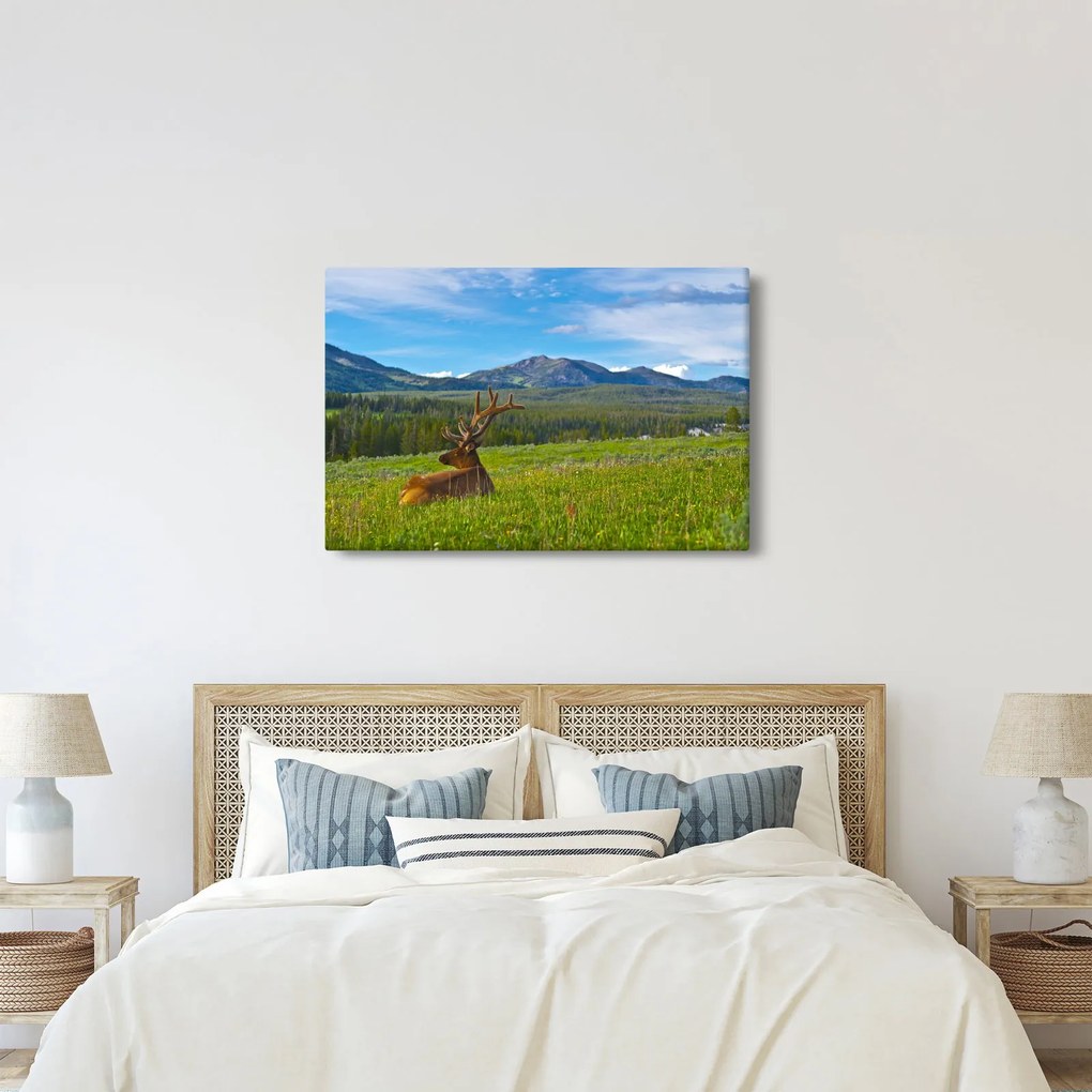 Obraz - Jeleň v lúke (90x60 cm)