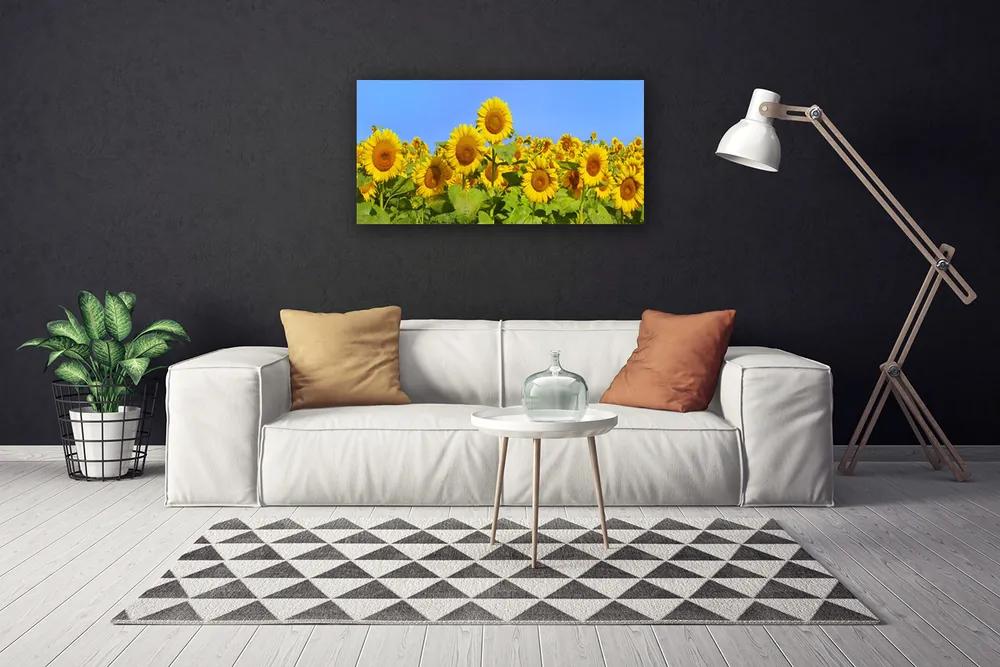 Obraz na plátne Slnečnica kvet rastlina 120x60 cm