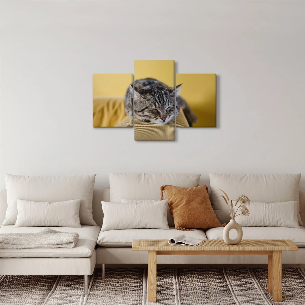 Obraz mačky na pohovke (90x60 cm)