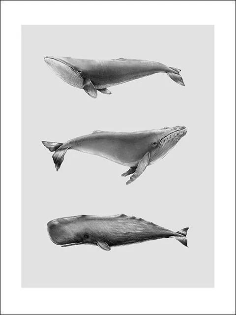 Magdalena Tyboni DESIGN Plagát Mini Killer Whale 30x40