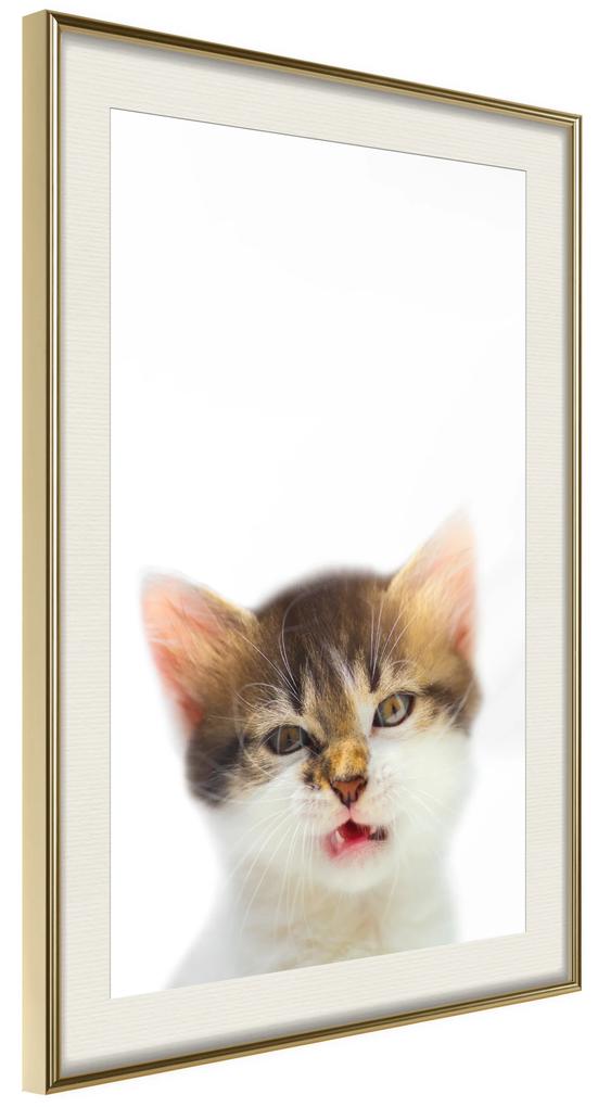 Artgeist Plagát - Vexed Cat [Poster] Veľkosť: 30x45, Verzia: Zlatý rám s passe-partout