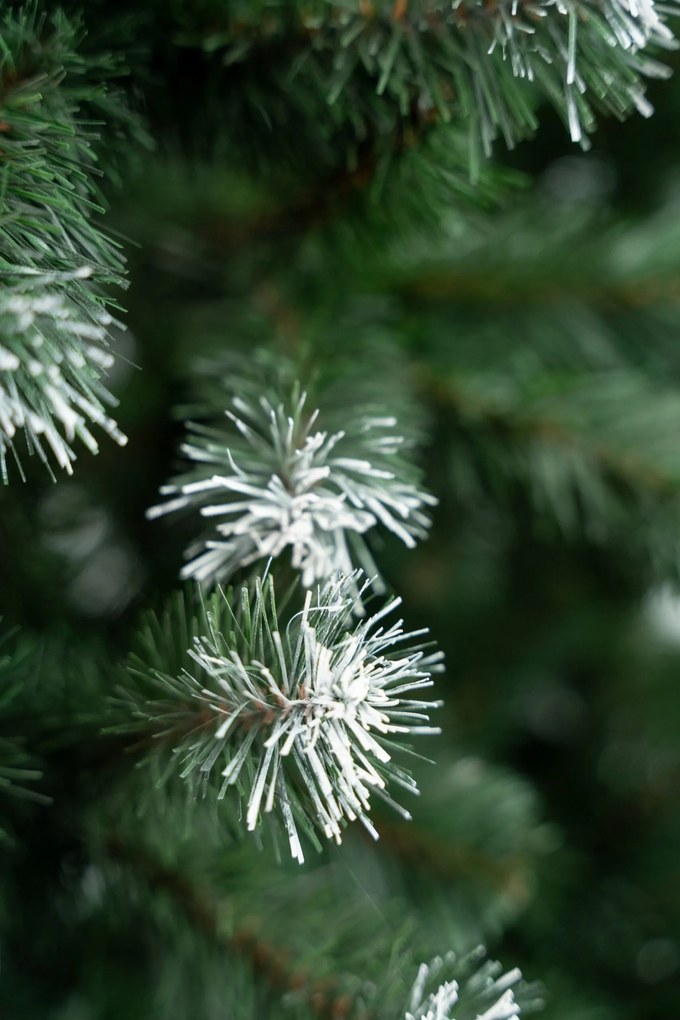 Limpol Jedľa Beata 1,80 m