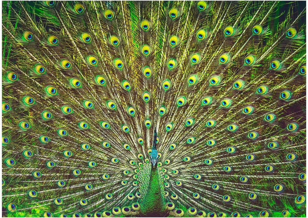 Sklenený obraz - Páv (70x50 cm)