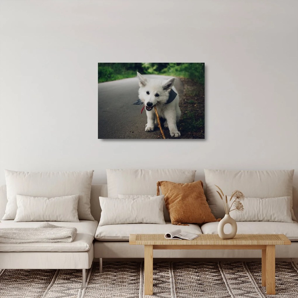 Sklenený obraz bieleho psíka (70x50 cm)