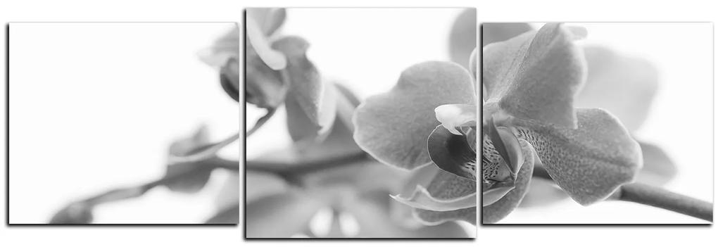 Obraz na plátne - Orchidea kvet izolovaná na bielom pozadí - panoráma 5222QD (90x30 cm)