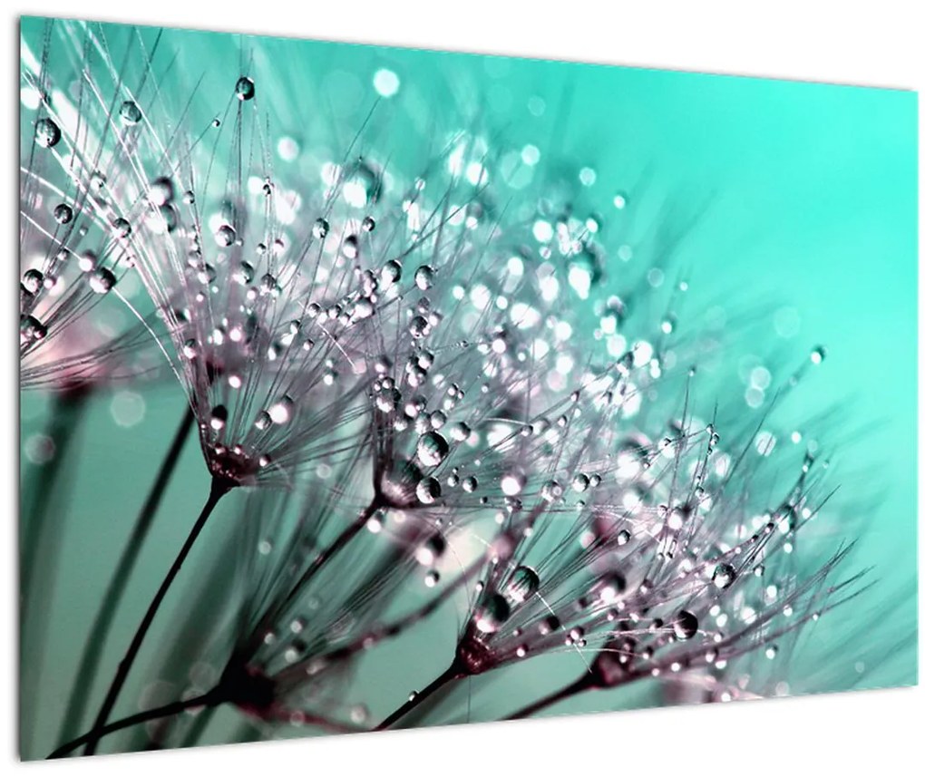 Obraz - orosená rastlina (90x60 cm)