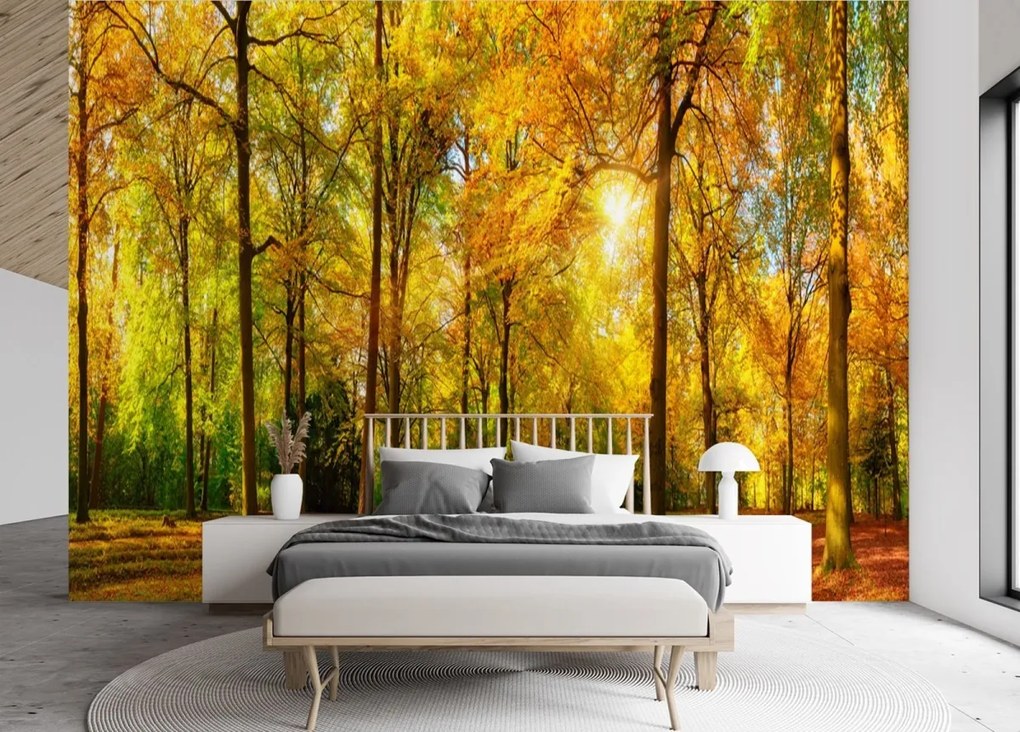 Fototapeta, Podzimní lesní příroda - 150x105 cm