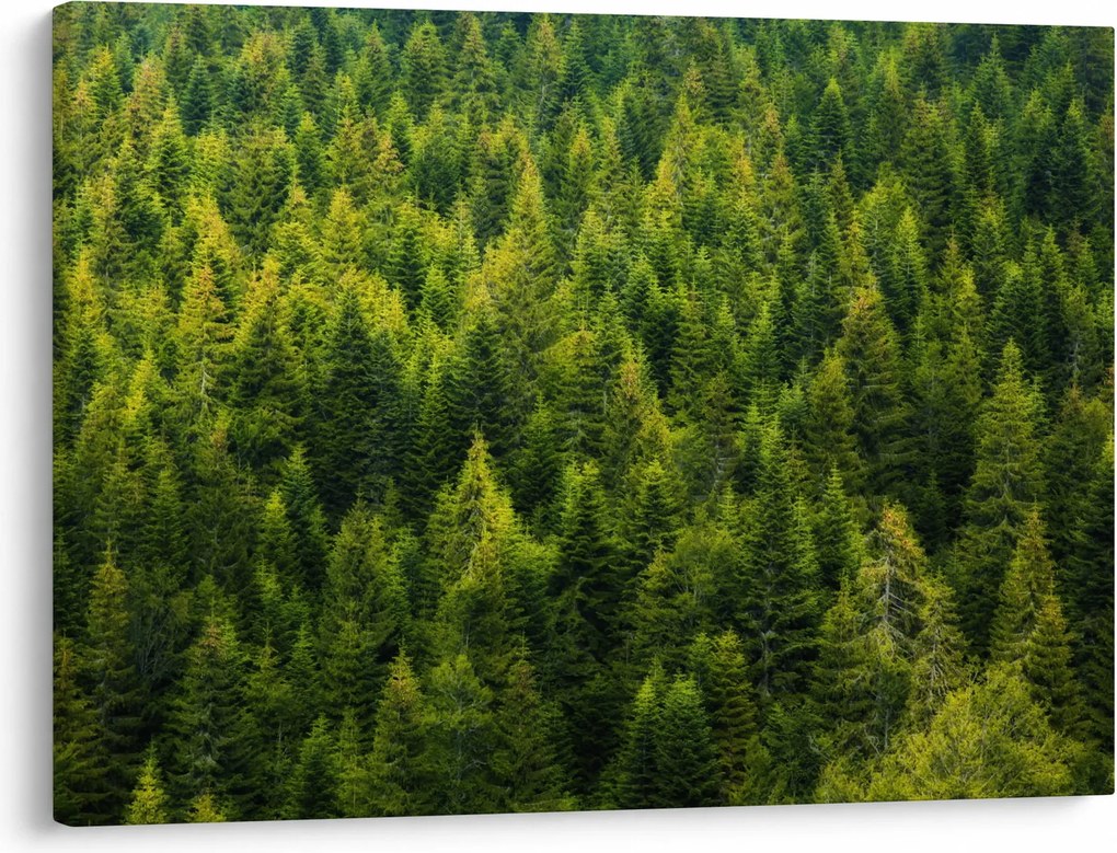 Obraz - Hustý les (70x50 cm)