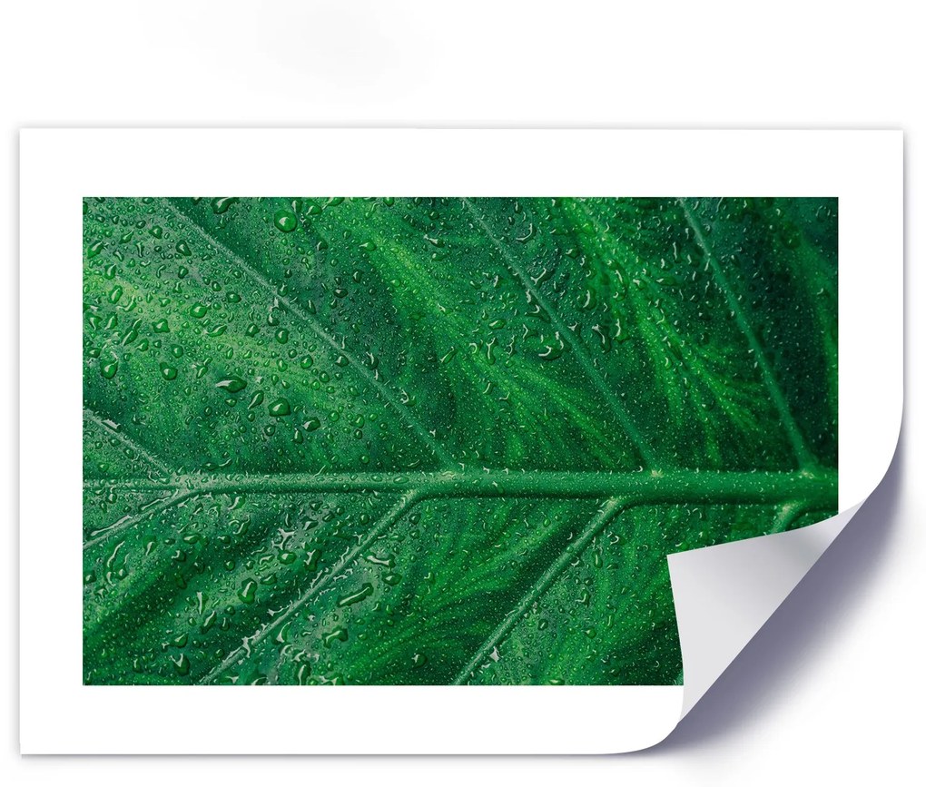 Gario Plagát Mokrý list v detailnom zábere Farba rámu: Bez rámu, Rozmery: 30 x 20 cm
