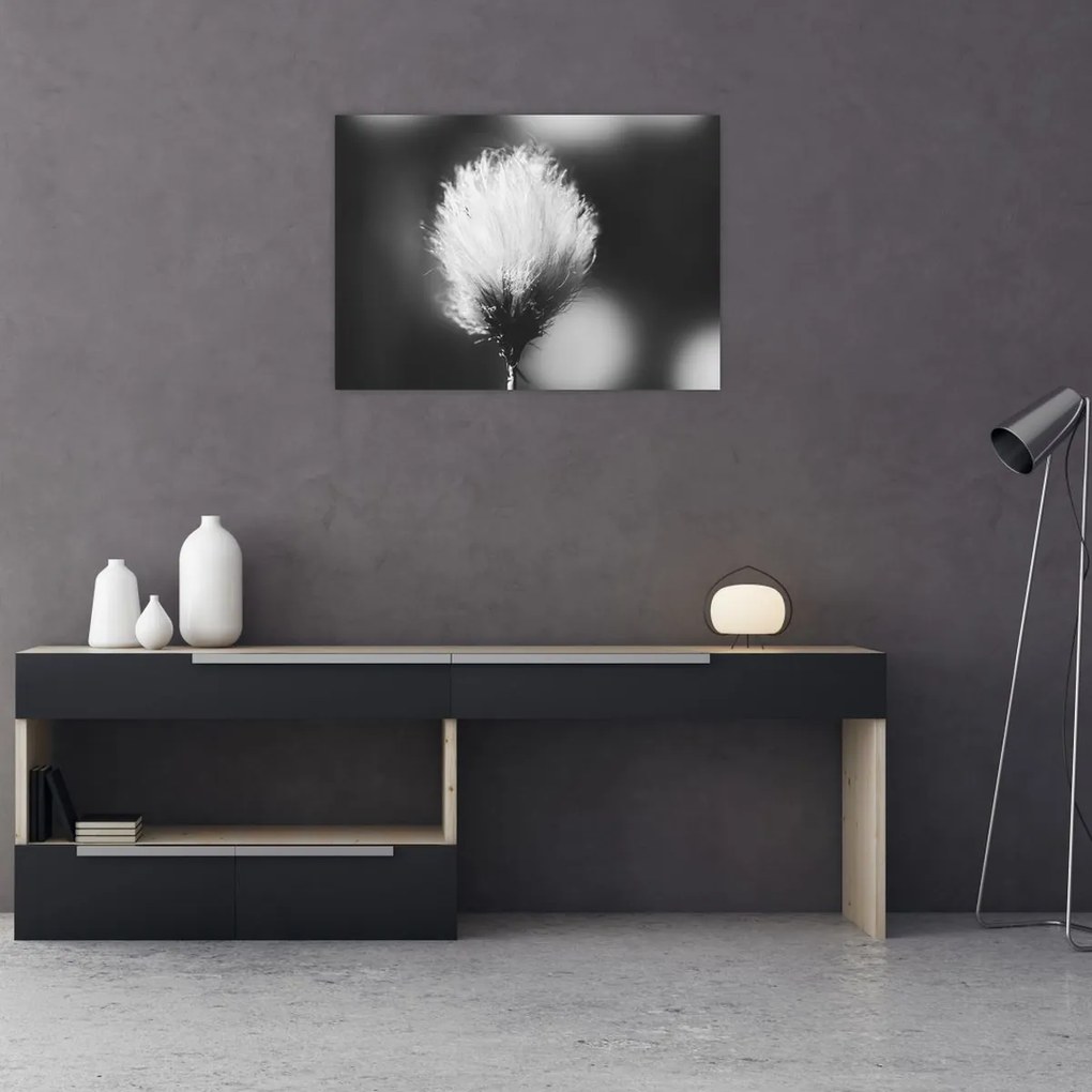 Sklenený obraz - Čiernobiely cottongrass (70x50 cm)