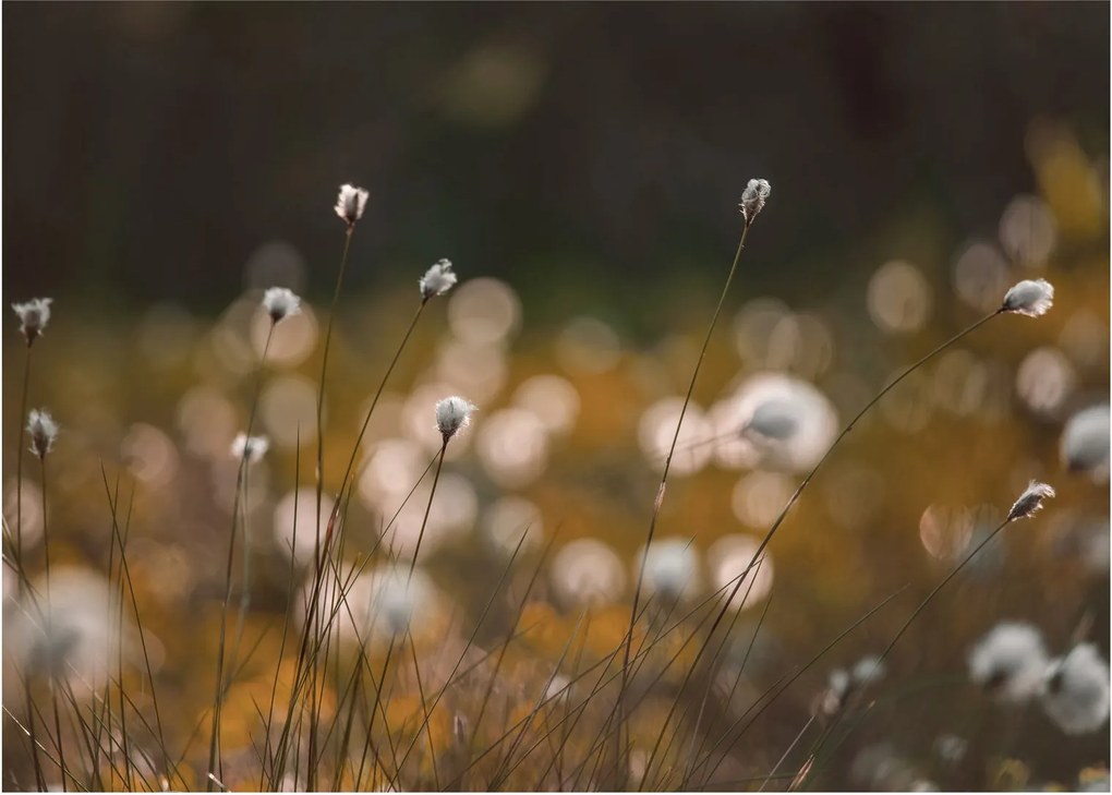 Sklenený obraz - Lúka s cottongrass N⁰2 (70x50 cm)