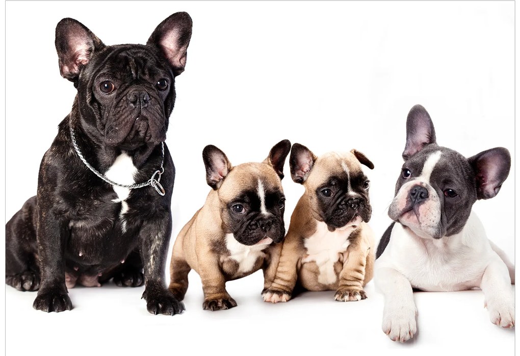 Artgeist Fototapeta - French Dogs Veľkosť: 100x70, Verzia: Premium