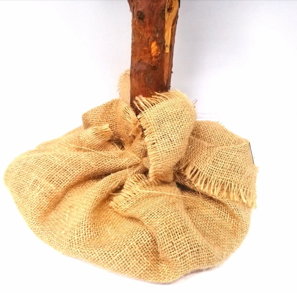 Vianočný stromček- Smrek prírodný na dreve 150 cm