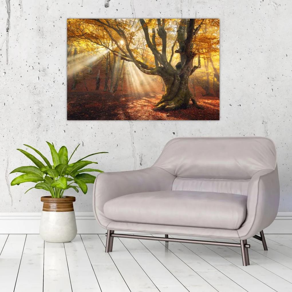 Obraz - Jesenný svit (90x60 cm)