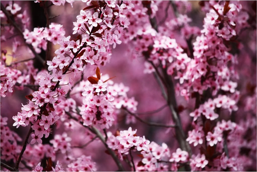 Obraz - Ružová sakura (90x60 cm)