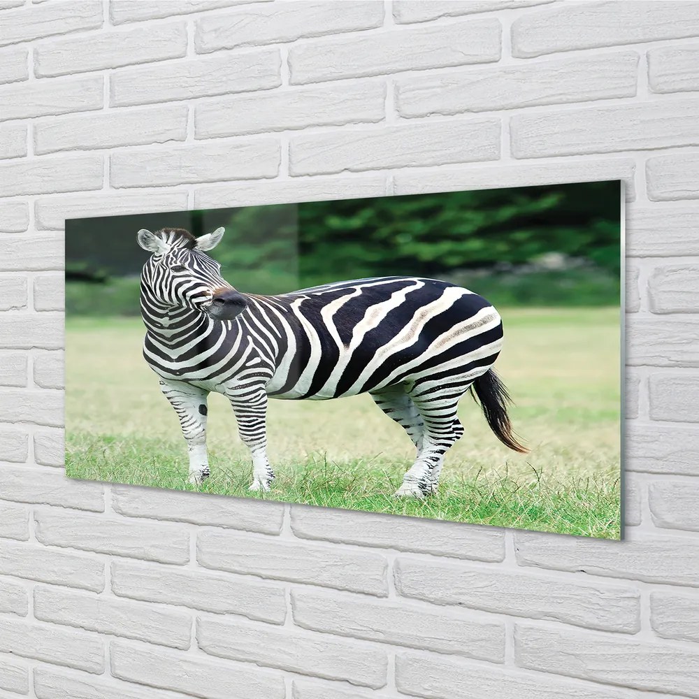 Obraz na akrylátovom skle Zebra box 140x70 cm