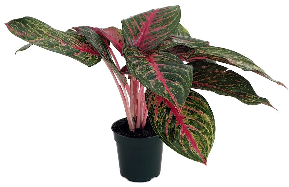 Aglaonema Garnet Coltrane 14x40 cm