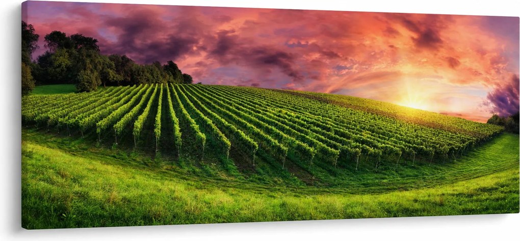 Obraz vinice s farebným nebom (120x50 cm)