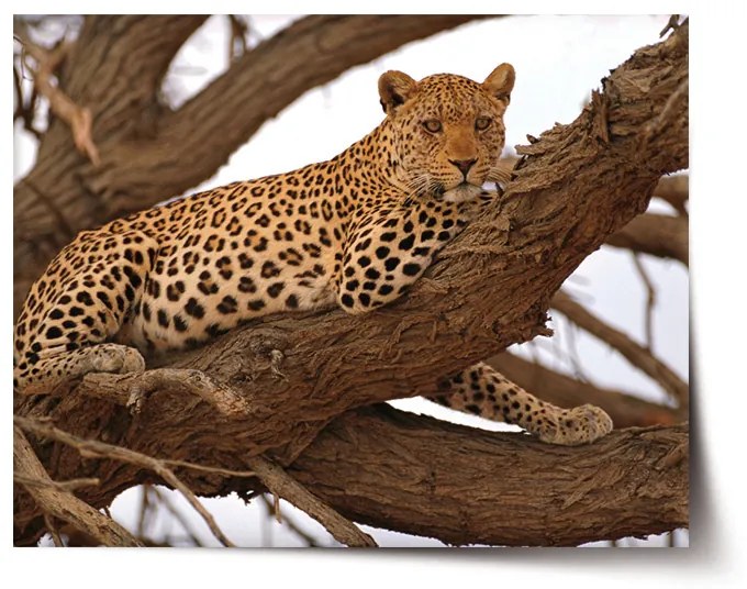 Sablio Plagát Leopard 2 - 60x40 cm
