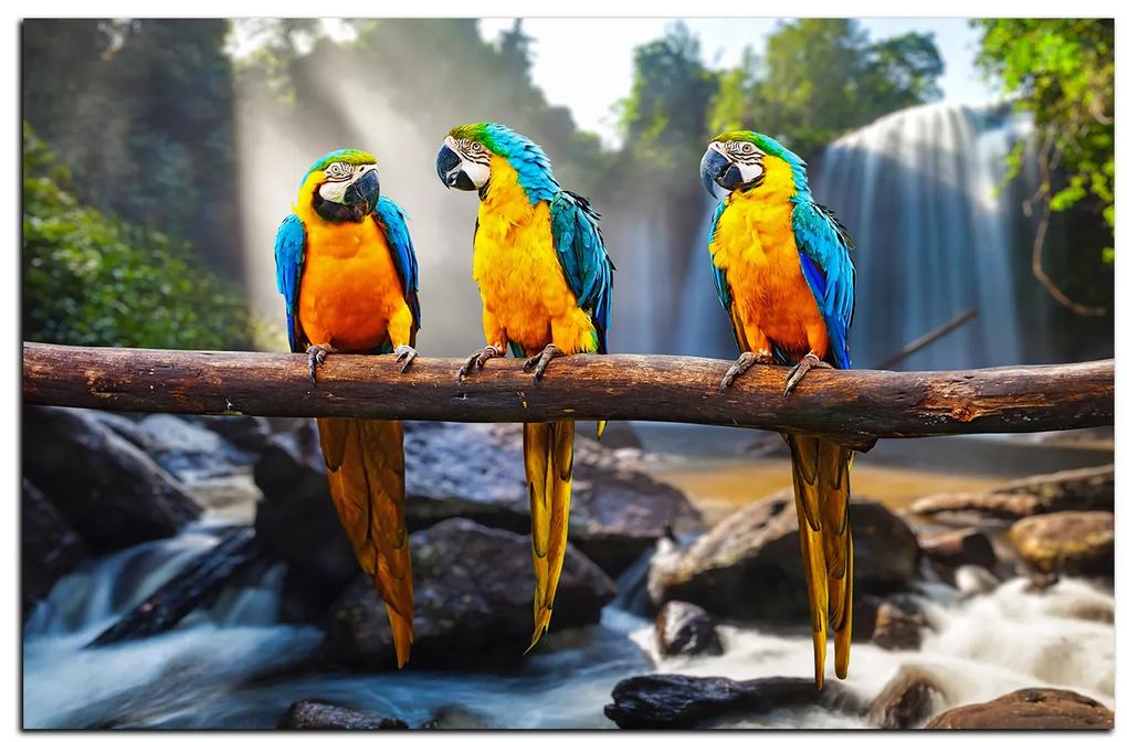 Obraz na plátne - Modro žlté Macaw 1232A (75x50 cm)