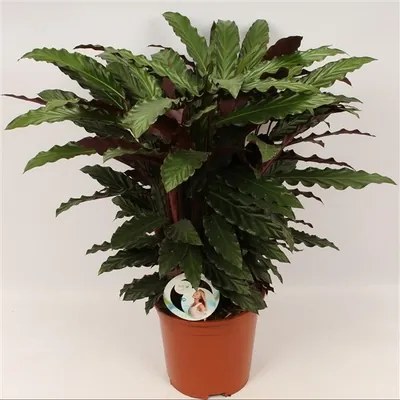 Calathea rufibarba 27x95 cm