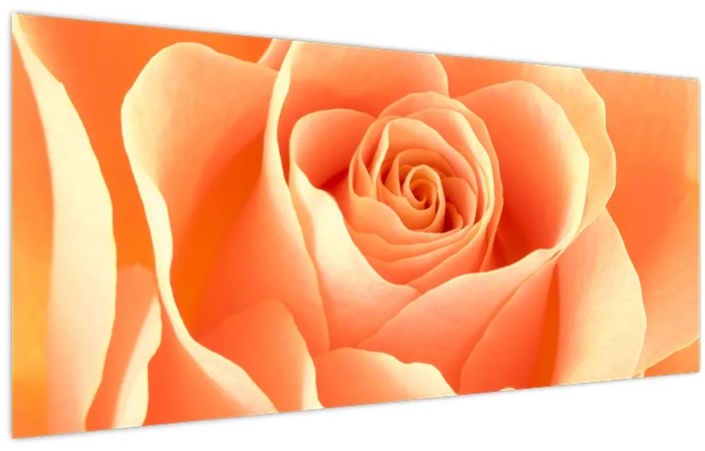 Obraz - Ruža, marhuľová farba (120x50 cm)