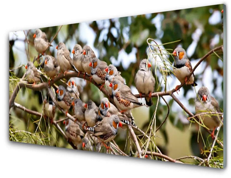 Obraz na akrylátovom skle Vtáky zvieratá 100x50 cm