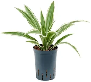 Dracaena deremensis white stripe head 15/19 v. 40 cm