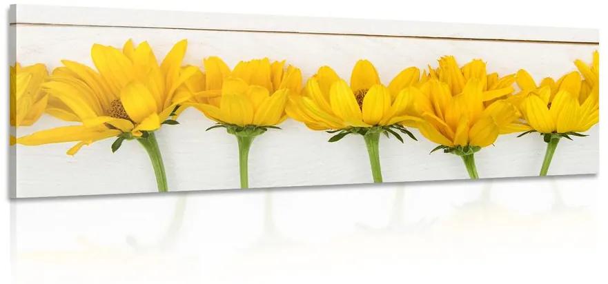 Obraz nádherné žlté kvety Varianta: 120x40