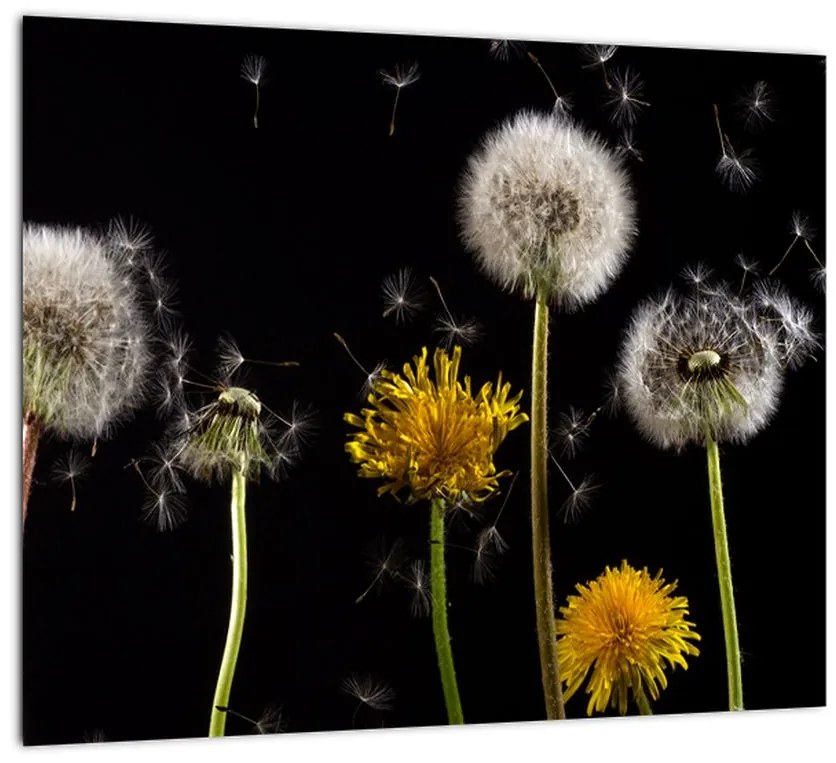 Odkvitajúce púpavy - obraz na stenu