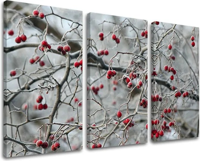 Obraz na stenu STROMY