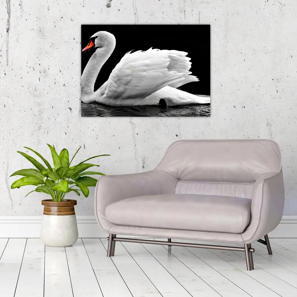 Sklenený obraz čiernobielej labute (70x50 cm)