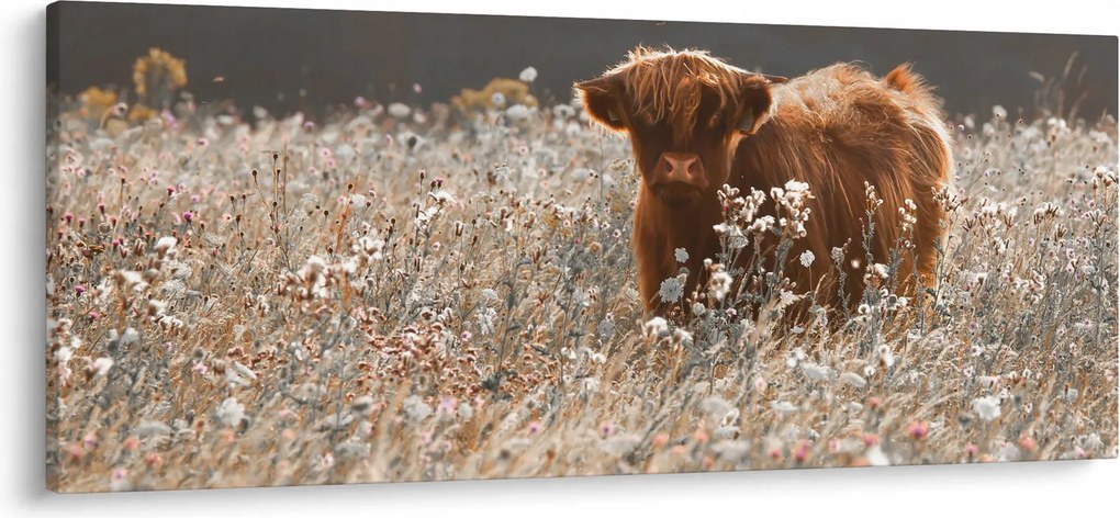 Obraz - Škótska krava v kvete (120x50 cm)