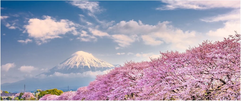 Obraz - Japonská jarná krajina (120x50 cm)