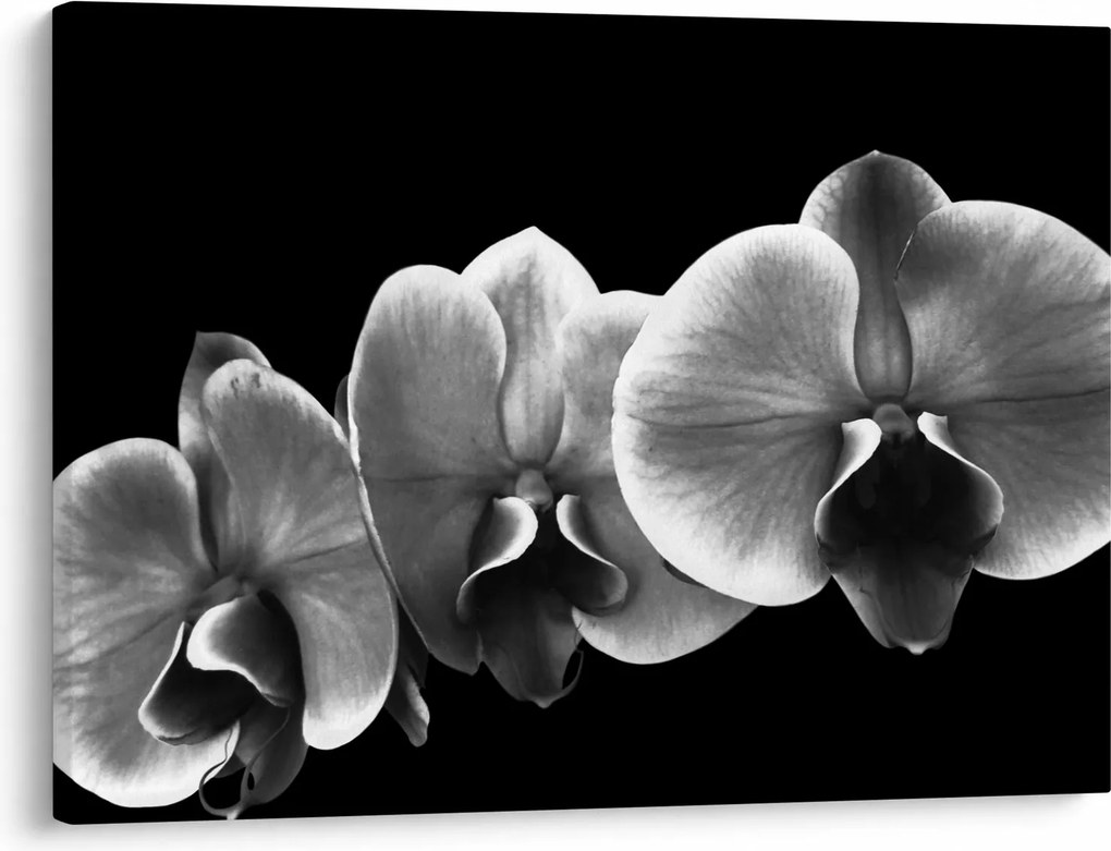 Obraz kvetu orchidey (70x50 cm)