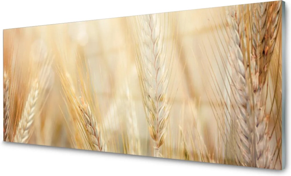 Skleněný obraz Pšenice rostlina příroda