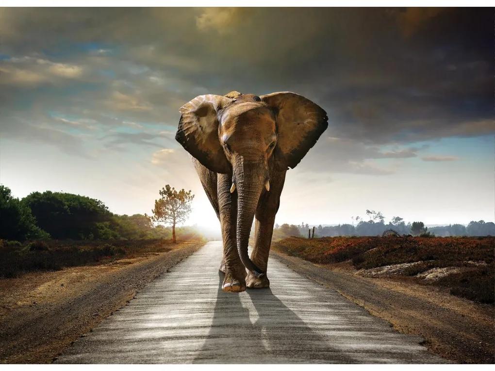 Fototapeta na stenu Elephant on the road