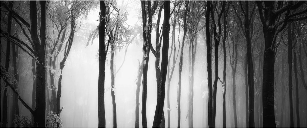 Obraz - Vlk v temnom lese (120x50 cm)