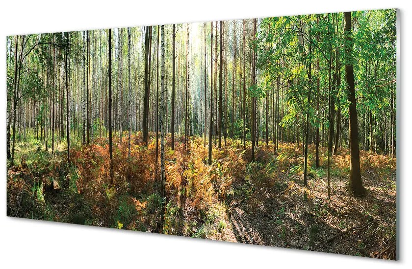 Nástenný panel  les breza 100x50 cm