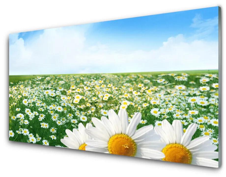 Skleneny obraz Sedmokrásky kvety lúka pole 140x70 cm