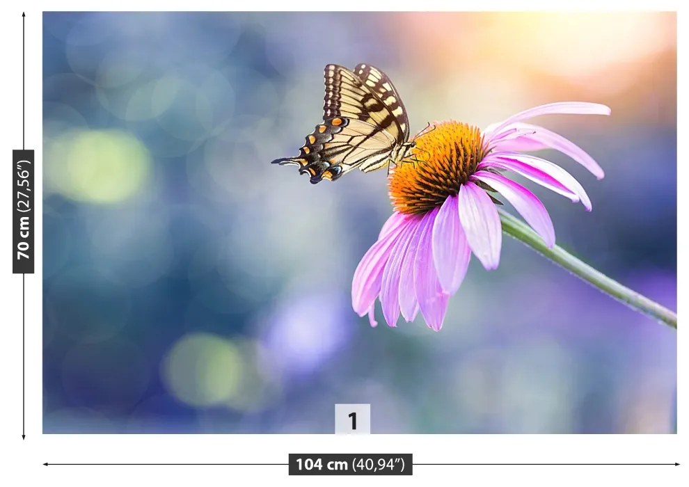 Fototapeta Vliesová Echinacea butterfly 104x70 cm