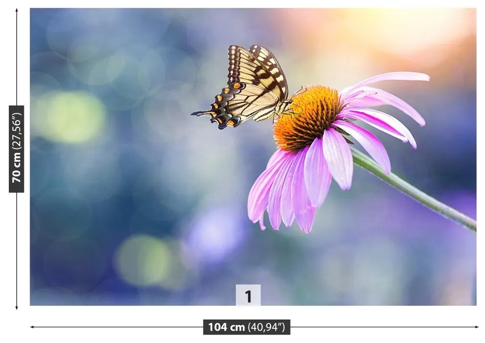 Fototapeta Vliesová Echinacea butterfly 312x219 cm